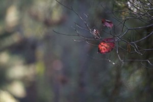 leaf aflame