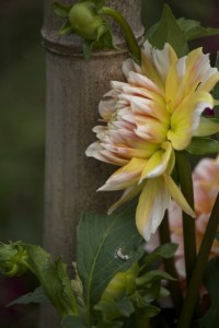 dahlia with bamboo