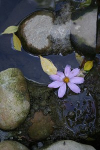 stone and flower